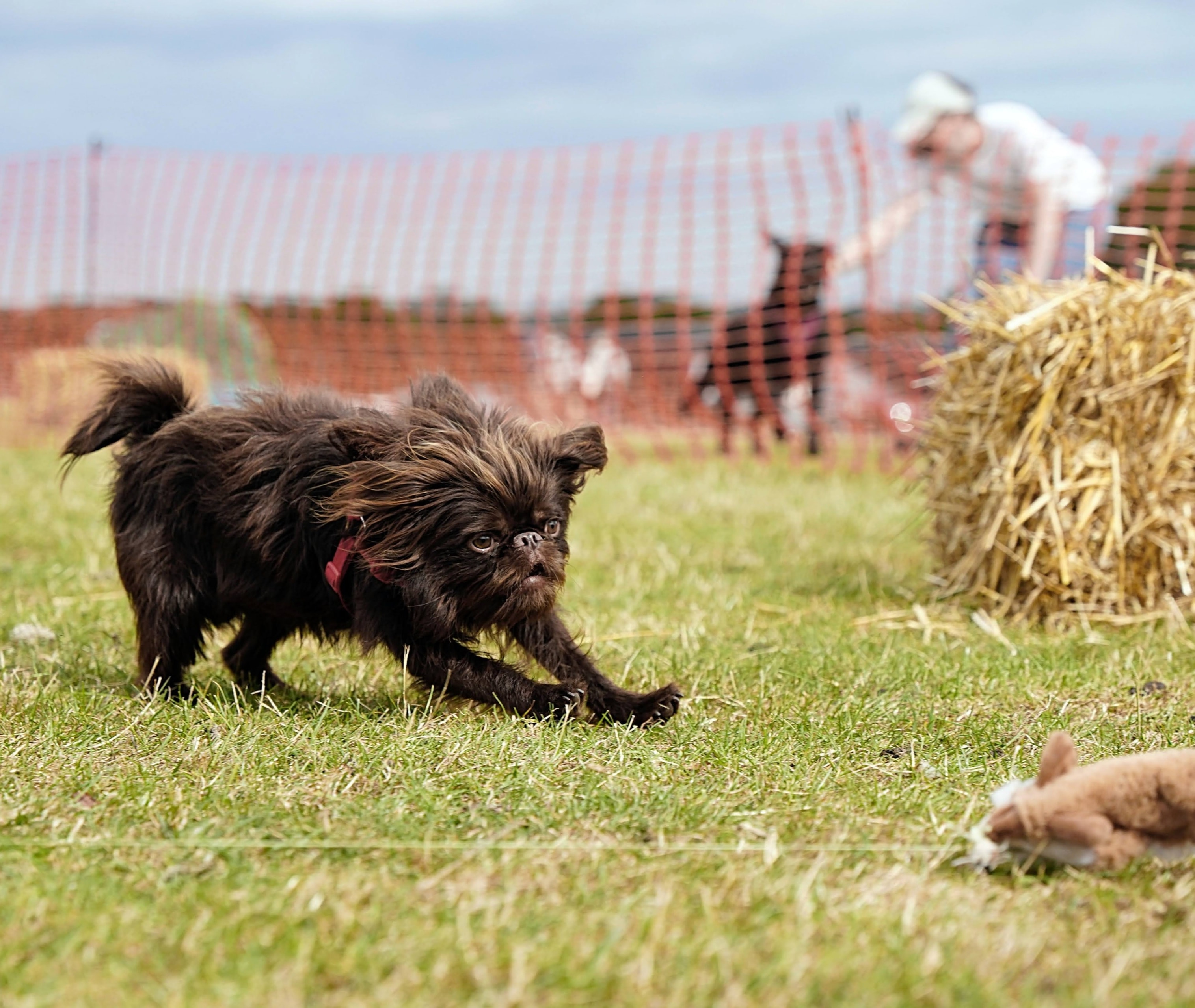 Bug Griffon running on grass near hay bales
