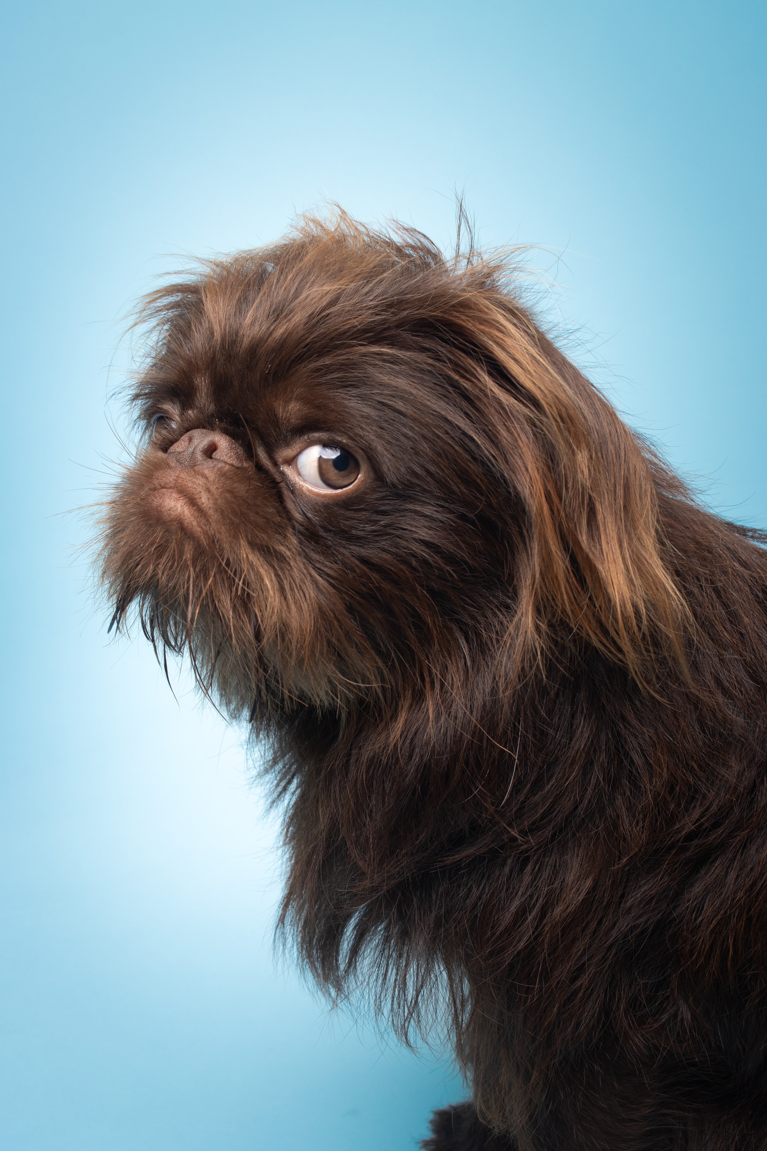 Bug Griffon profile portrait against a pale blue background
