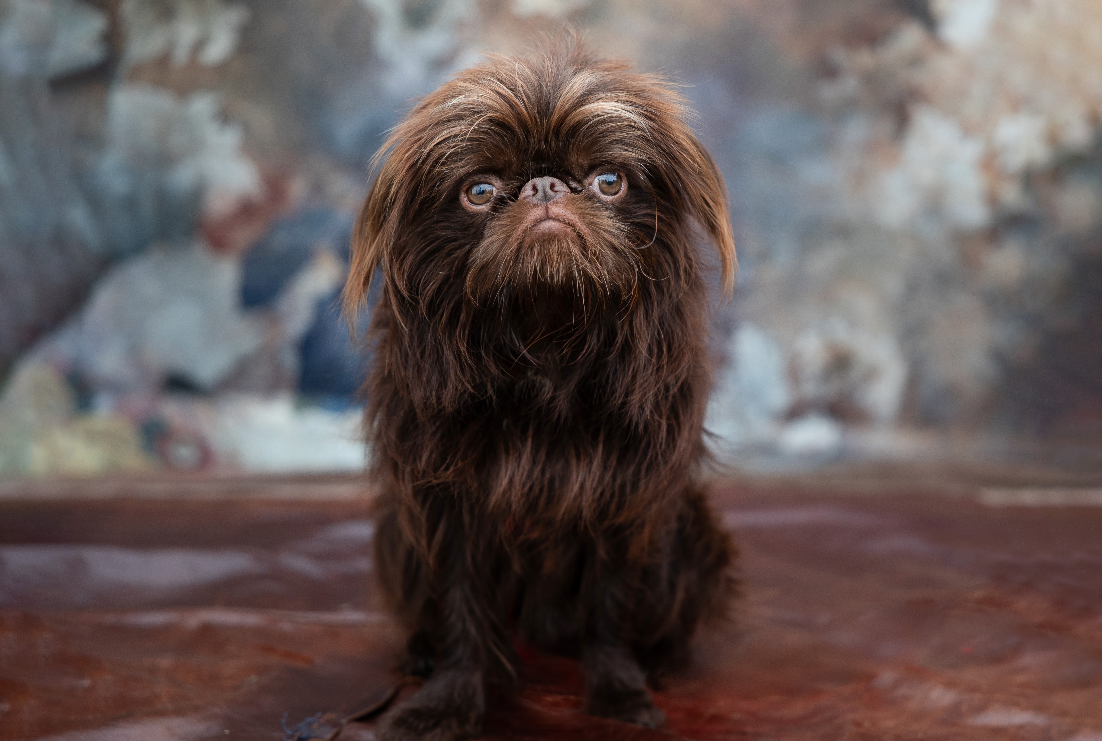 Bug Griffon sitting indoors in a portrait setting