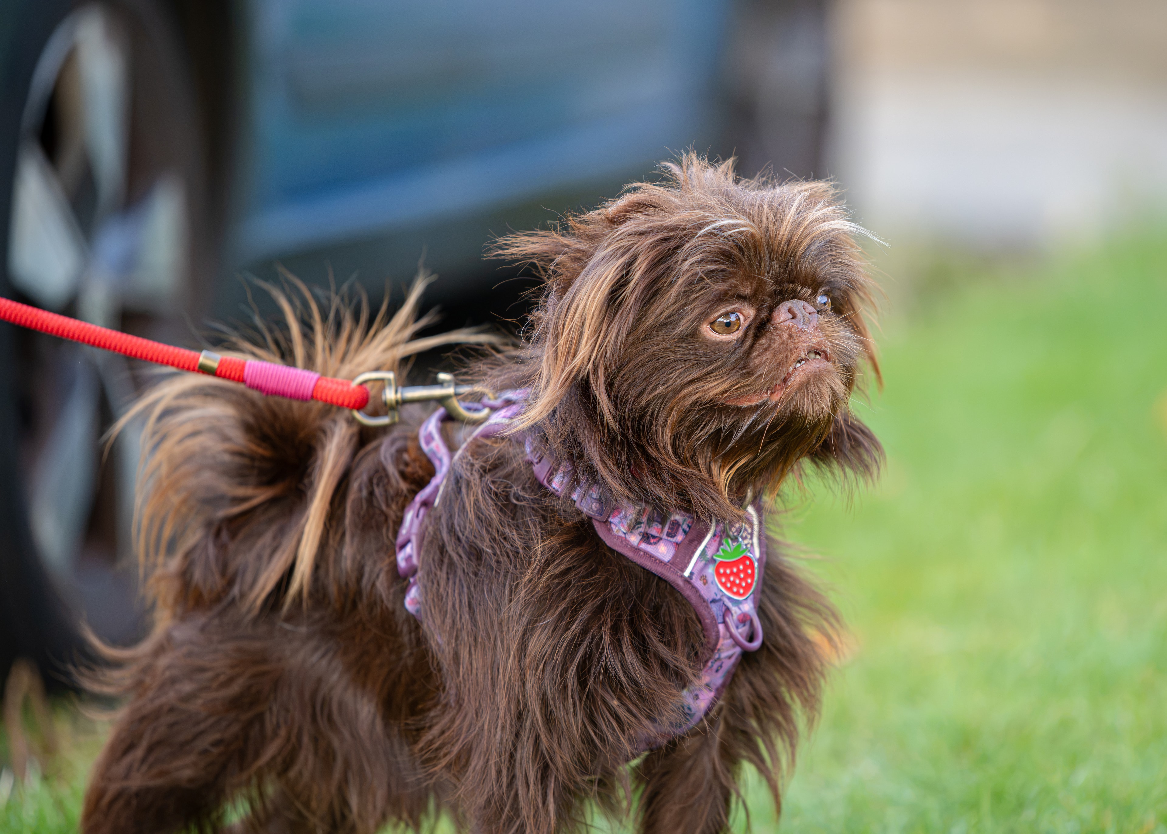 Bug Griffon outdoors on a walk