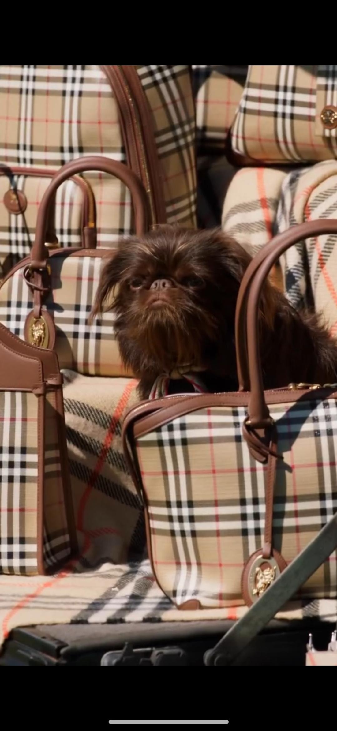 Bug Griffon surrounded by plaid handbags